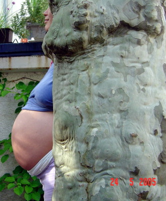 Bauch im baum