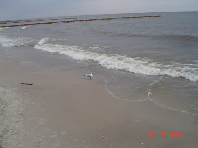 solch zufriedene V�gel gibt es nur auf Usedom.